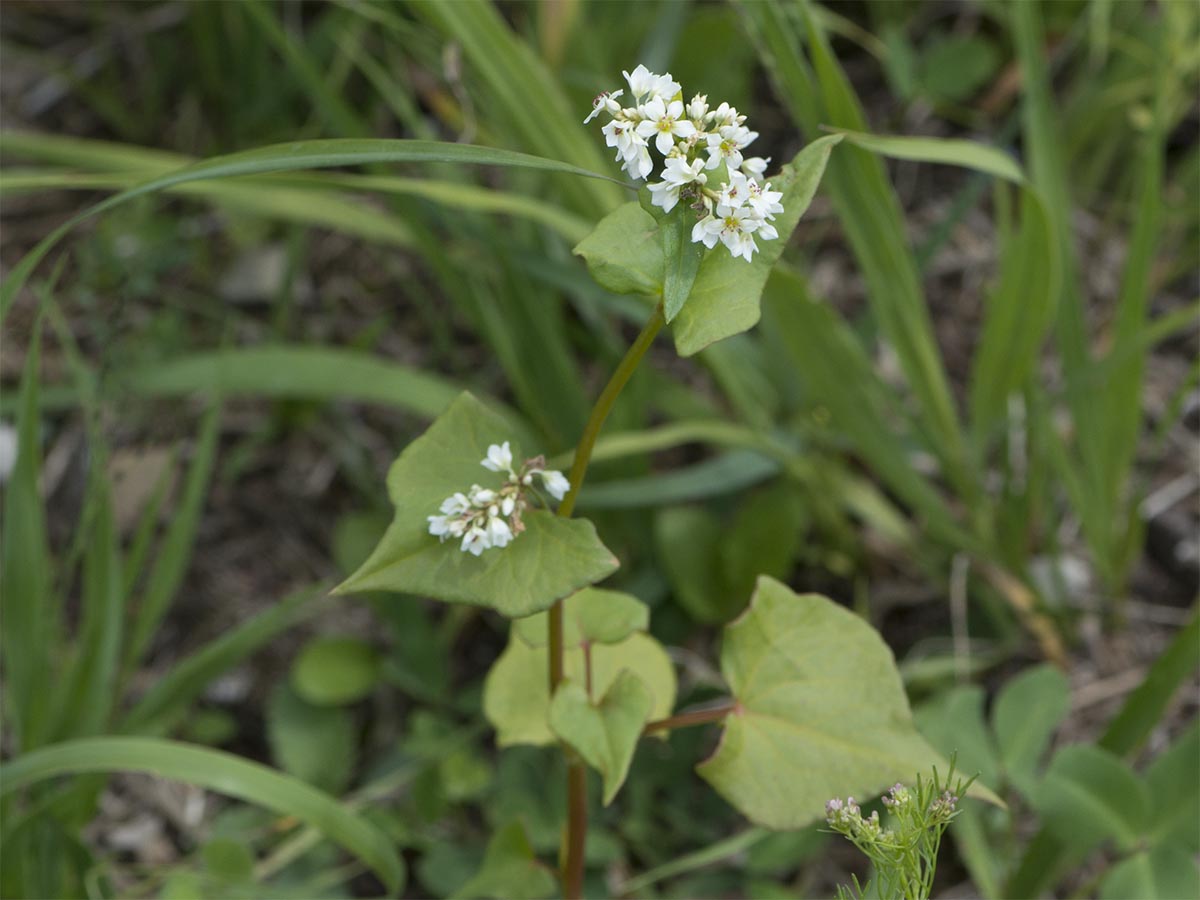 Fagopyrum esculentum